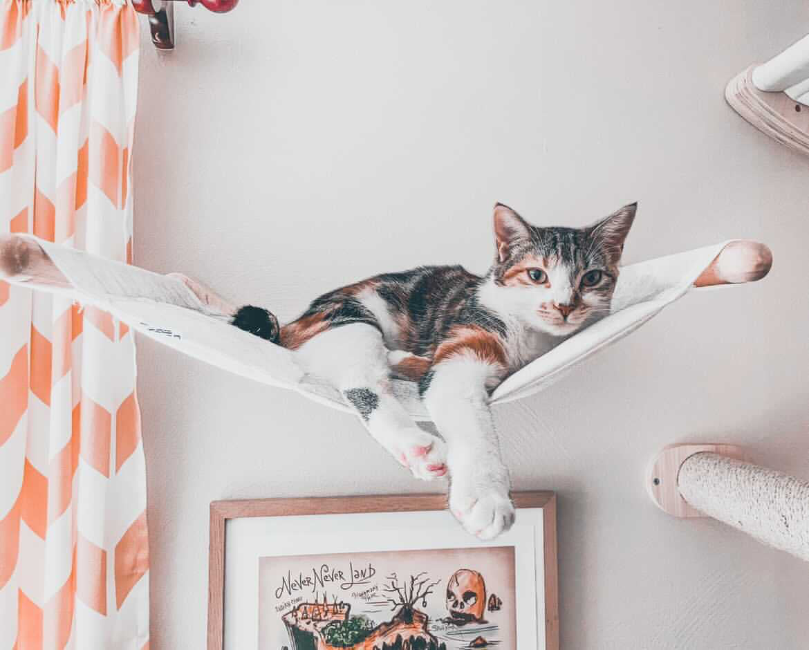 Wall mounted cat hammock in a modern home with an indoor cat resting comfortably