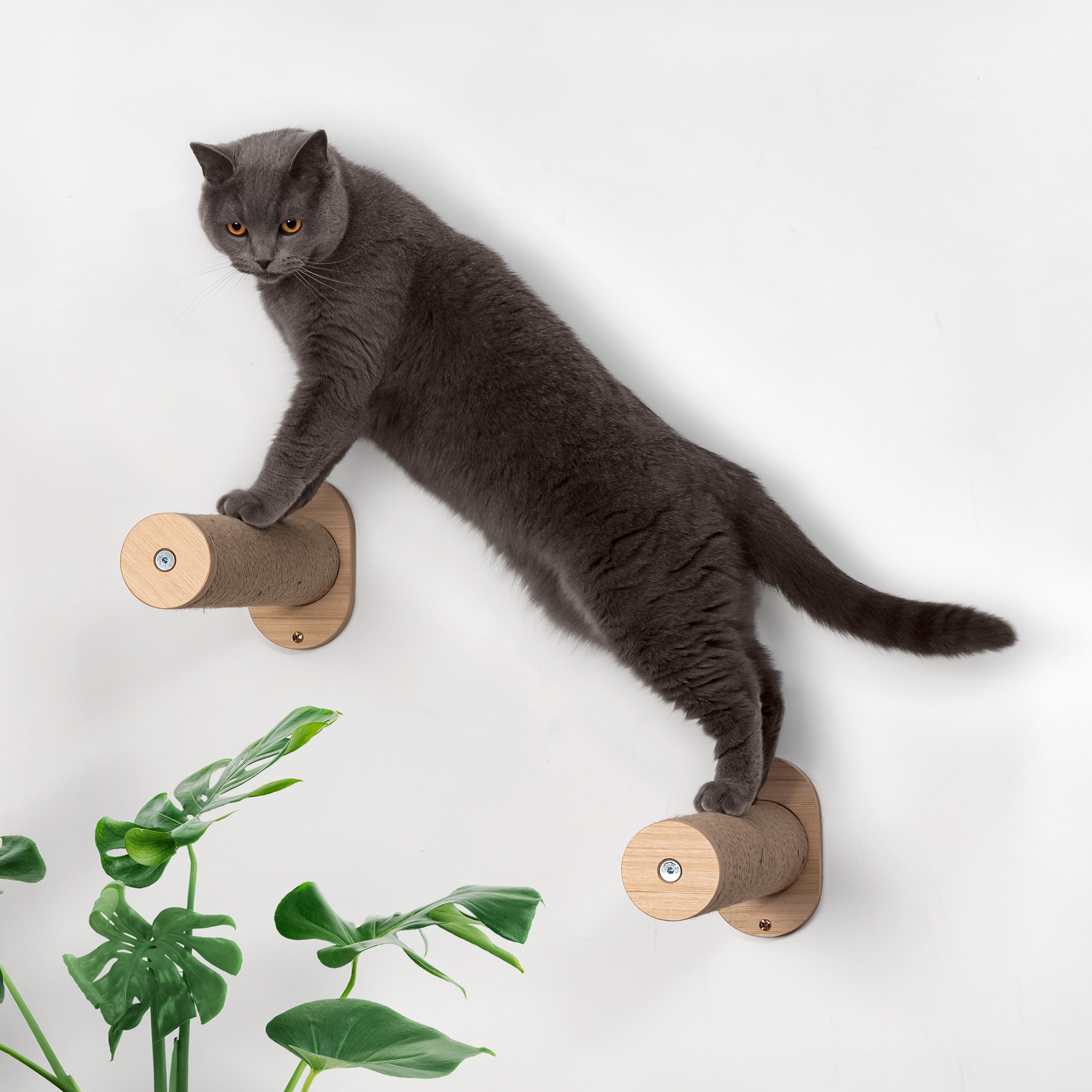 Cat Wall Steps -SALTO