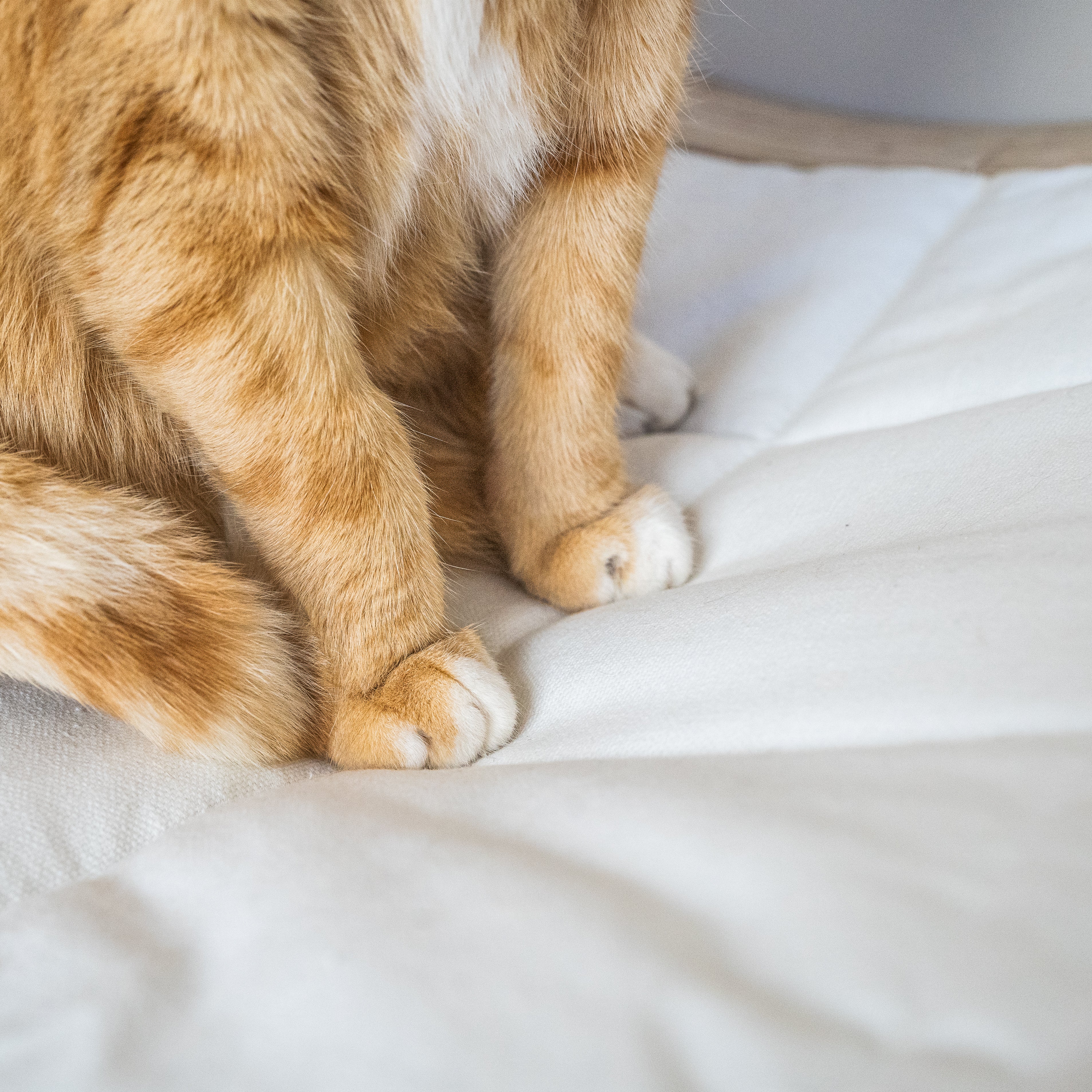 Cat Hammock Cushion for ALTO