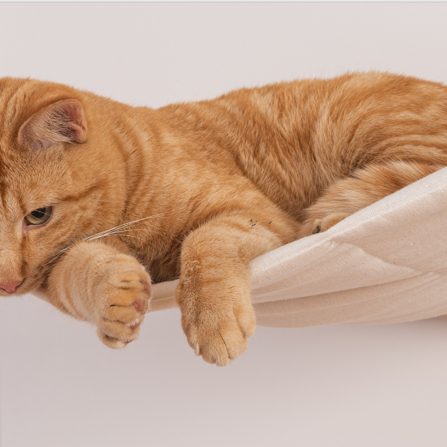 Cat Hammock Cushion for ALTO