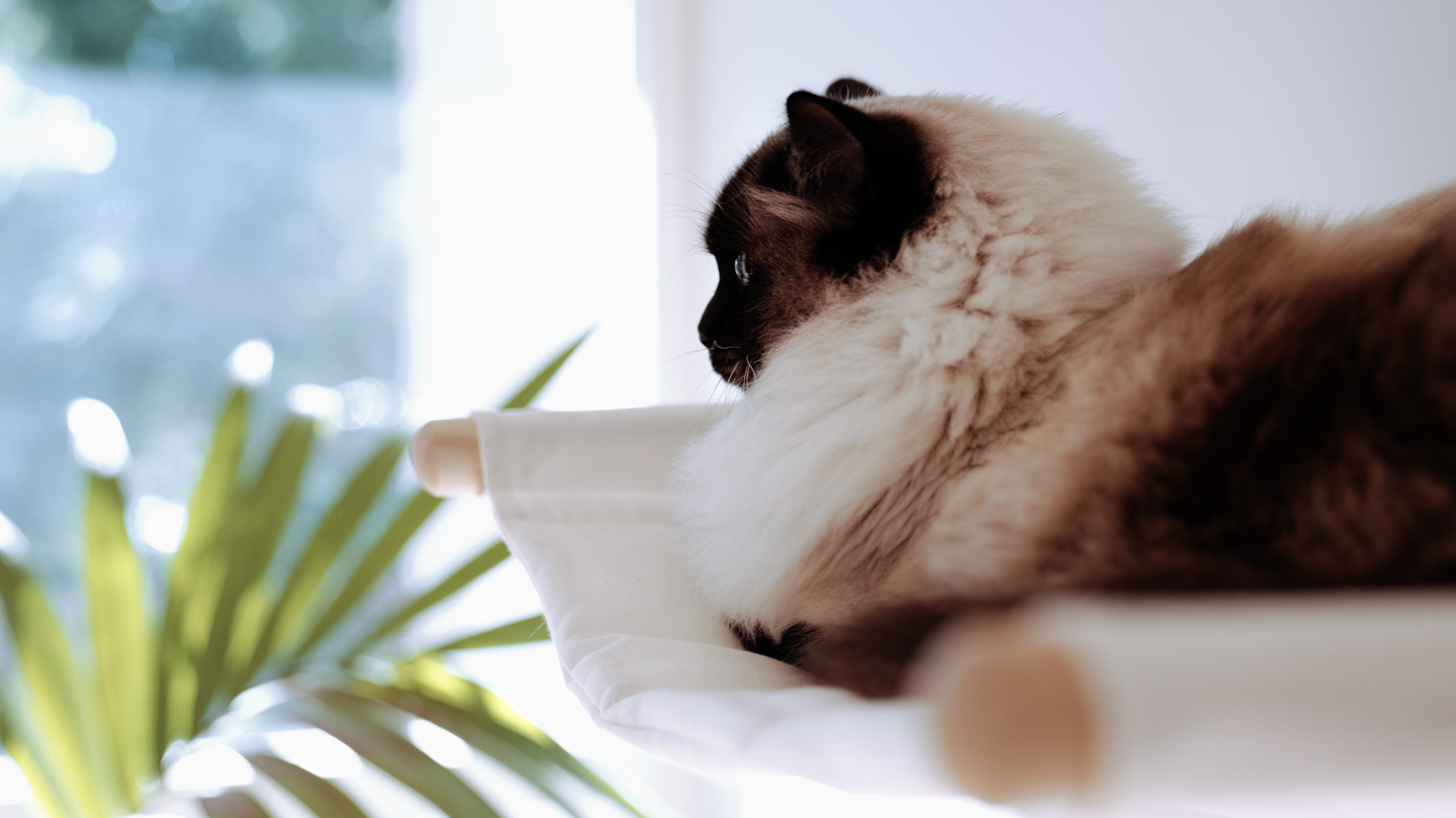 An alert, content cat perched on an elevated wall hammock, looking out a window