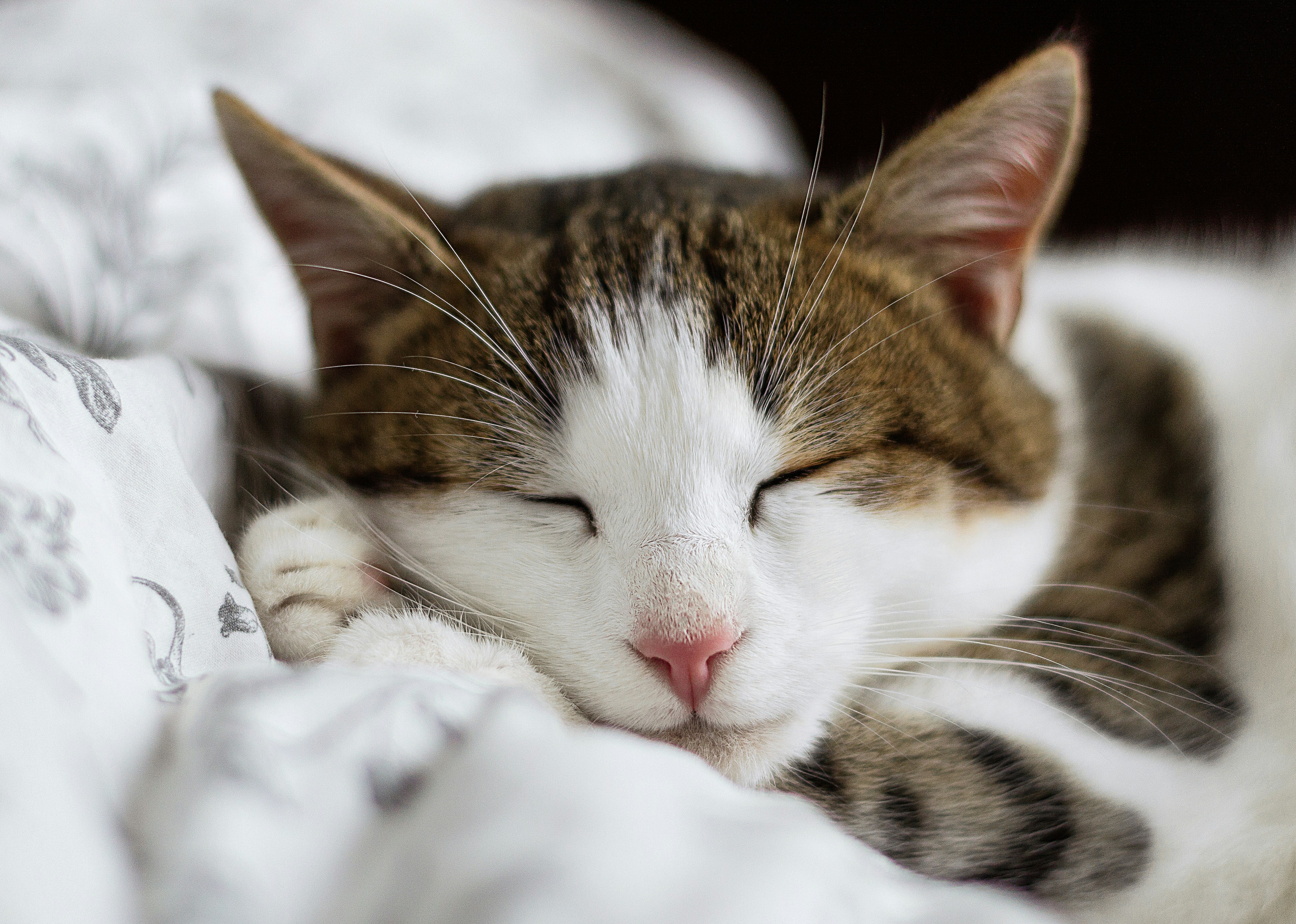 A cat curled up asleep